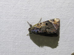 Catephia linteola