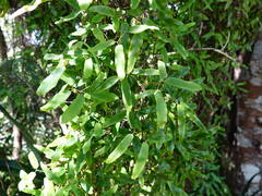 Lygodium articulatum