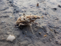 Coniocleonus excoriatus