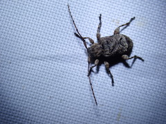 Leptostylus transversus