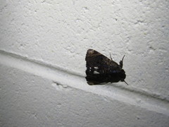 Catephia linteola