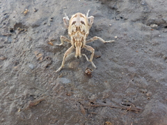 Coniocleonus excoriatus