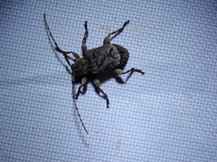 Leptostylus transversus