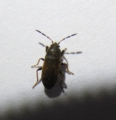 Megalonotus sabulicola
