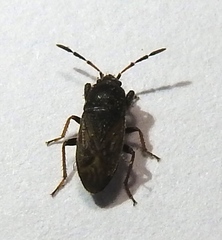 Megalonotus sabulicola