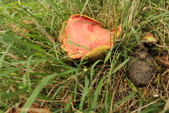 Xerocomellus ripariellus