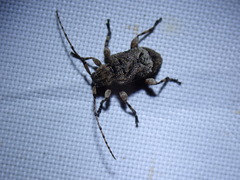 Leptostylus transversus