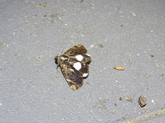 Catephia linteola