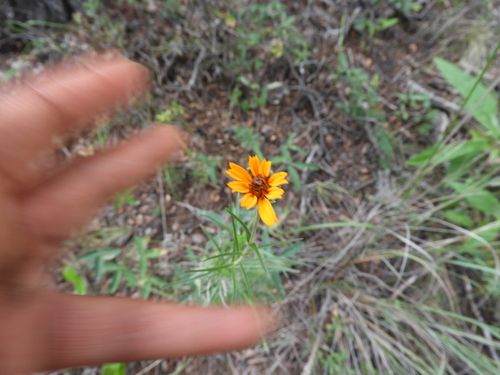 Zinnia juniperifolia (Zinnia juniperifolia)