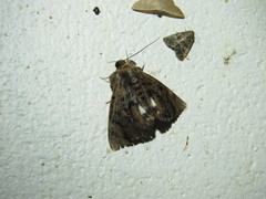 Catephia linteola