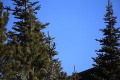 Sitta pygmaea melanotis