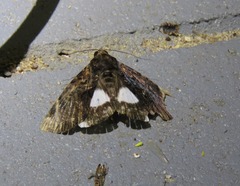 Catephia linteola