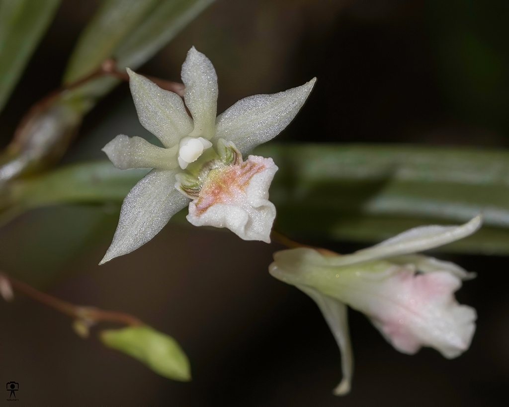 Dendrobium heyneanum Lindl. 2