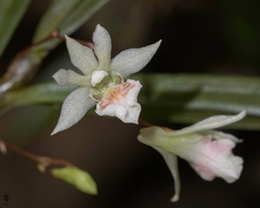 Dendrobium heyneanum