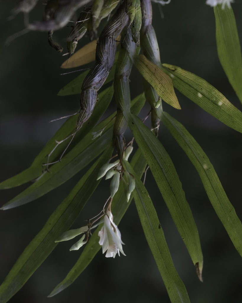 Dendrobium heyneanum Lindl. 3