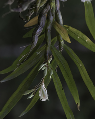Dendrobium heyneanum