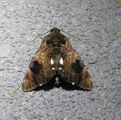 Catephia linteola