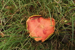Xerocomellus ripariellus