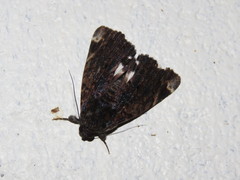 Catephia linteola