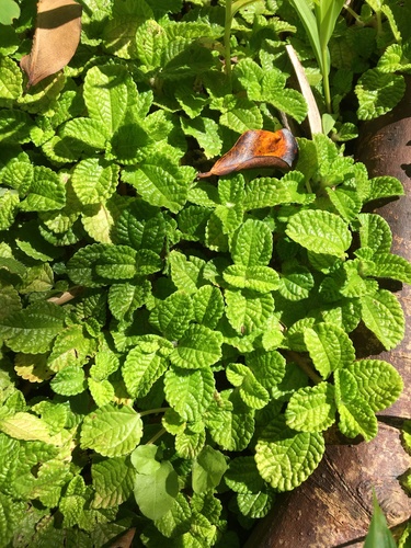 Pilea nummulariifolia iNat (1)