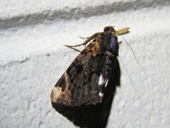 Catephia linteola