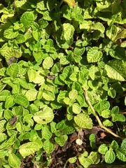 Pilea nummulariifolia