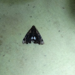 Catephia linteola
