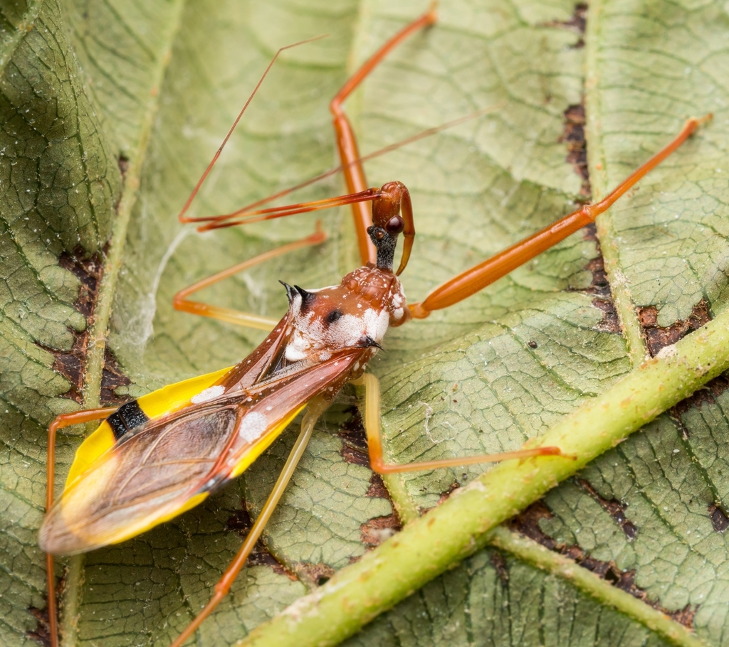common harp