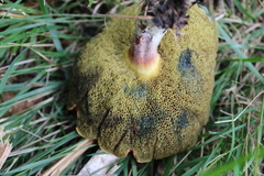 Xerocomellus ripariellus