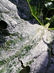 Golovinomyces tabaci