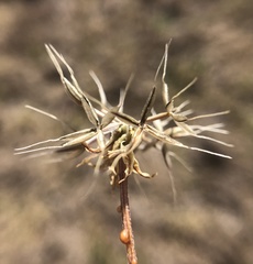 Microseris douglasii