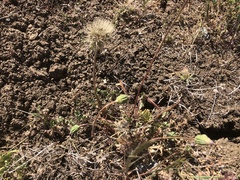 Microseris douglasii