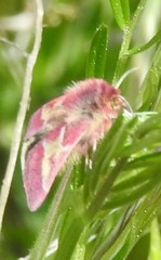 Schinia pulchripennis