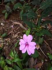 Impatiens platypetala