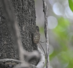 Chlorocysta suffusa