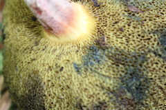 Xerocomellus ripariellus
