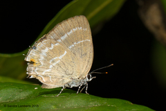 Cupathecla cupentus