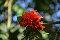 Brownea stenantha