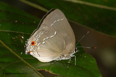 Strephonota ambrax