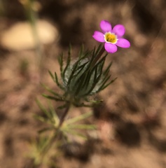 Leptosiphon ciliatus