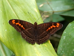 Adelpha levona