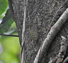 Chlorocysta suffusa