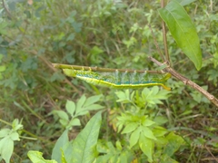 Daphnis placida