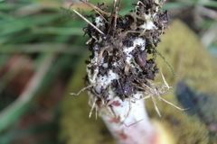 Xerocomellus ripariellus