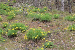 Lomatium klickitatense