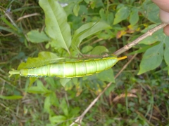 Daphnis placida