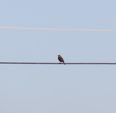 Anthus hodgsoni