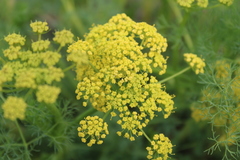 Lomatium klickitatense