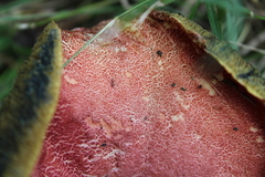 Xerocomellus ripariellus