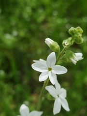 Lithophragma bolanderi